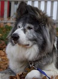 We hoped to own a newfie one day and it finally happened for us, unfortunately we did not know how to go about the search, what to ask and look for in a breeder. 15 Newfoundland Mixes Breeds Enormous Newfies To Nuzzle You