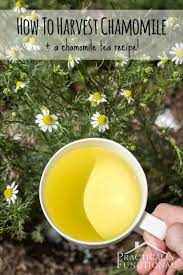 How To Harvest Chamomile Chamomile Tea Recipe Practically Functional Chamomile Tea Recipe Chamomile Tea Growing Herbs In Pots