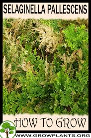 Image result for Selaginella vogelii
