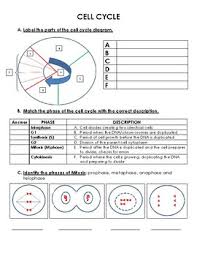 In this lesson, we'll be explaining the limitations of cell size, specifically the surface area to volume ratio. Cell Cycle Worksheet Answers Worksheet List