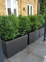 Naturlicher Buxus In Barrierepflanzer Gepflanzt Um Eine Naturliche Grune Hecke Zaun Terrasse Und Balkon Hintergarten Terassenideen Patio Garten