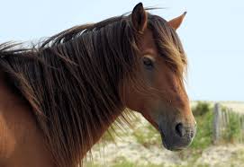 File Wild Pony On Assateague Island National Seashore By