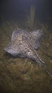 Image result for Solenangis clavata