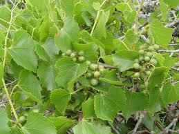 Image result for Vincetoxicum monticola