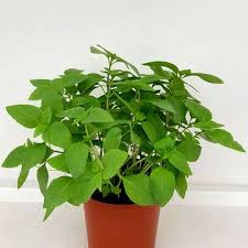 Image result for Ocimum angustifolium