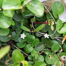 Image result for Evolvulus nummularius