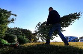I don't even know what kind of grass it is and where. Fishing Around The Christmas Tree Donate Used Trees To Create Fish Habitat In St Louis Area Metro Stltoday Com