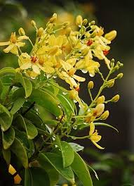 Image result for Tristellateia africana