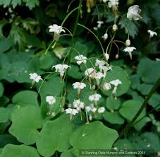 Image result for Blyxa hexandra