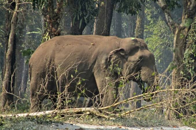 What's for lunch? Elephants are picky eaters finds study in northern West Bengal
