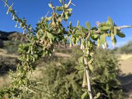 Image result for Lycium mascarenense