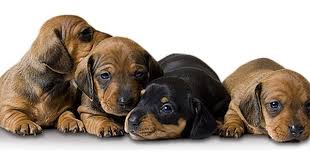 Thank you for your interest in vwk! Hound House Farm Dachshund Puppies Dachshund Puppies For Sale Dog Breeder