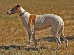 Résultat de recherche d'images pour "greyhound"