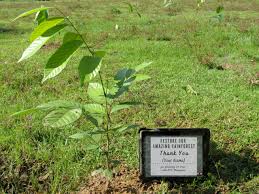 Buy red ruby longan tree >> here<<. Plant A Tree Ape Malaysia