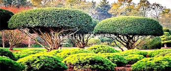 Hat man sich für einen bestimmten baum entschieden, heißt es nach dem richtigen ort im garten zu suchen. Sichtschutz Luxurytrees Osterreich