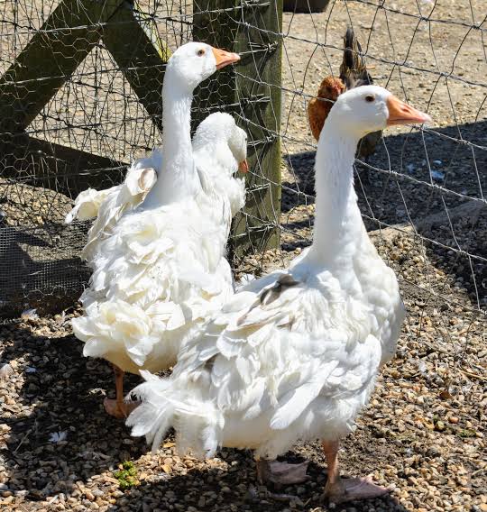 Purebred Adult Sebastopol Geese, AI generated