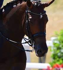 Jul 01, 2021 · charlotte dujardin met mount st john freestyle. Horse Of The Month Mount St John Freestyle