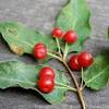 Aptly named, the red dogwood brings a splash of color to the seasons. 1