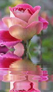 Google+ | 美しい花の写真, 花の写真, 美しい花