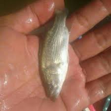 Maybe you would like to learn more about one of these? Jual Bibit Ikan Kakap Putih Bibit Kerapu Murah Agromaret