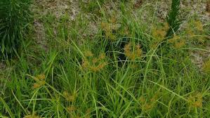 Penn state extension reports that one year's worth of rhizome growth from a single nutsedge tuber can produce 1,900 plants with 7,000 new tubers. Yellow Nutsedge Nc State Extension