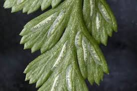 Image result for Asplenium adiantum-nigrum