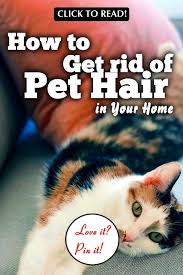 Thus, i will share some quick, easy, and extremely effective method to. How To Get Rid Of Pet Hair In Your Home 13 Proven Tips Cat Hair Removal Cleaning Cat Hair Dog Hair Cleaning