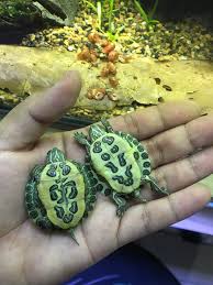 What makes a softshell turtle a soft shell turtle? Which One Is Male And Female Turtle