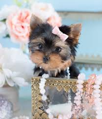 Teacup Dogs These Will Melt Your Heart Foreign Policy