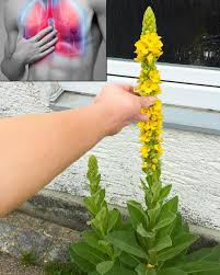 If you see this plant, you're... - Plants and gardening | Facebook