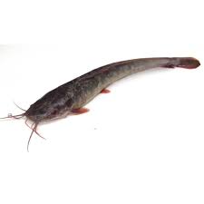 Berdasarkan asalnya ikan keli banyak di temukan di daerah sumatera tepatnya di daerah keli atau ingin tahu gambar jenis ikan keli bunga. Premium Frozen Cleaned Ikan Keli 2kg Shopee Malaysia