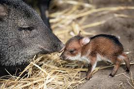 Check spelling or type a new query. 29 Cute Animals That Are Native To Latin America
