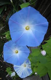 Image result for Ipomoea magnusiana