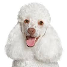 Removing Stains From Poodles Eyes Step By Step