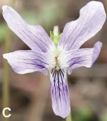 Image result for Violaceae