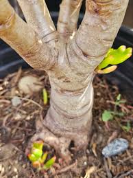 Image result for Crassula alticola