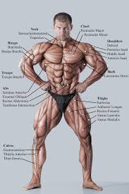 The following list includes bo. Photo About Anatomy Of Male Muscular System Anterior View Full Body Image Of Model En 2020 Anatomia Y Fisiologia Humana Anatomia Musculos Cuerpo Humano Anatomia