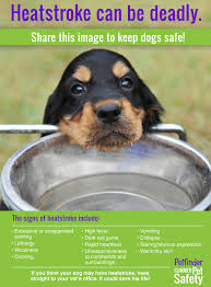 Infographic Preventing Heatstroke In Dogs Petfinder Dog Safe Dog Health Pet Safe
