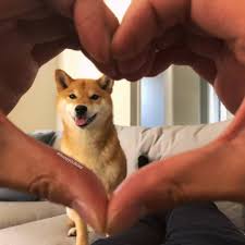 Oof but with a shober. Heart Of Doge