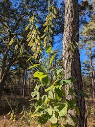 Image result for Crotalaria schliebenii
