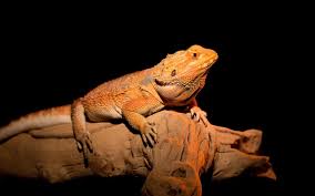 Bearded Dragon Basking The Simple A Z Guide With Charts