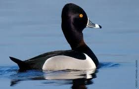 Black And White Duck Species Ring Necked Duck Have A Peaked Angular Head Probile White Bill Markings And Dark Upper Wings Bird Life List Duck Breeds Bird Hunting