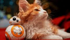 Top 12 Best Pets For College Students That Very Low Maintenence Fluffy Cat Breeds Cat Breeds Fluffy Cat