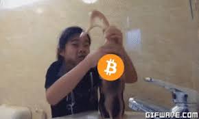 Probably, every second funny bitcoin meme is dedicated to this bitter feeling of golden. Bitcoin Gif Of The Day Steemit