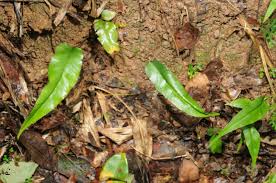 Image result for Lindsaea ensifolia