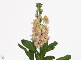 Image result for Matthiola