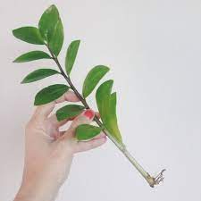 Cloning 101 Propagating Plants From Cuttings Propagating Plants Plants Plant Seedlings