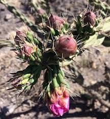 Cacti do live in the desert and have done so quite successfully for thousands of years. Foraging Texas Tree Cholla Cactus