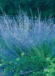 Image result for Perovskia atriplicifolia 'blue spire'