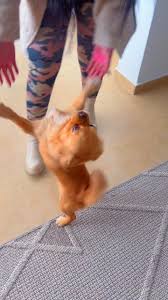 استمرارية الوفاء بين الحيوانات والبشر